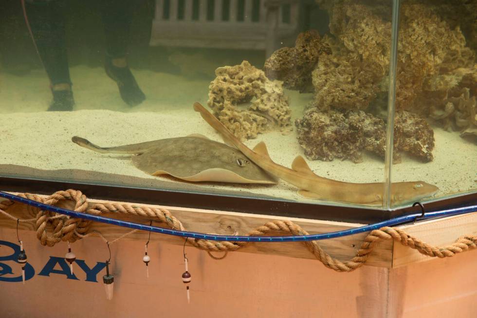 Charlotte, a round stingray, in an undated photo at the Aquarium and Shark Lab by Team ECCO in ...