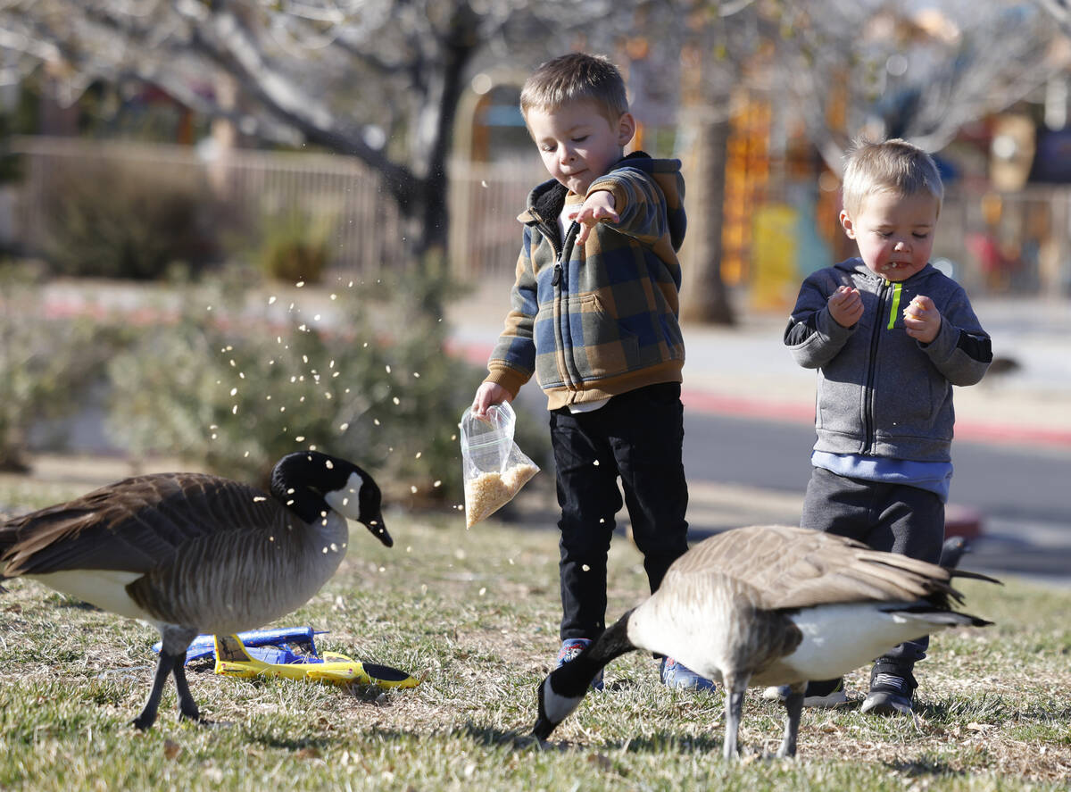 Tyler Hatch, 4, and his brother Colton, 2, feed birds at Aliante Natural Discovery Park during ...