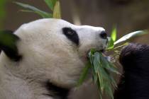 FILE - Bai Yun, the mother of newly named panda cub, Mei Sheng, gets a mouthful of bamboo durin ...