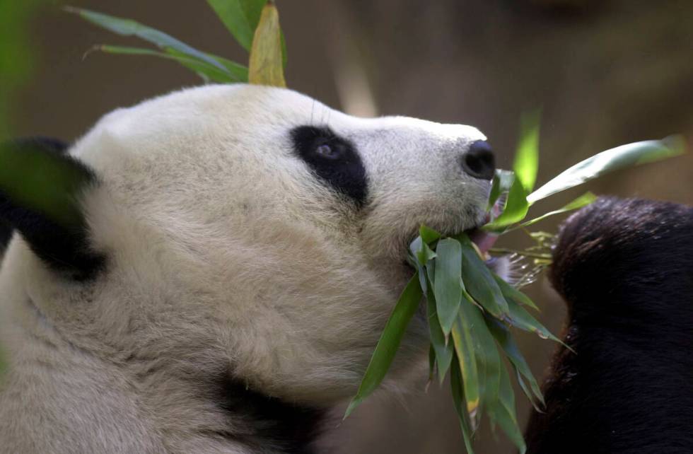 FILE - Bai Yun, the mother of newly named panda cub, Mei Sheng, gets a mouthful of bamboo durin ...