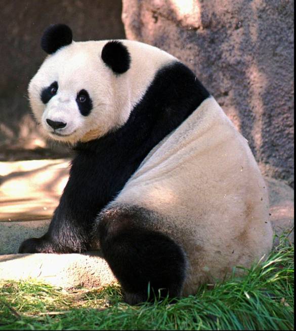 FILE--Bai Yun, one of two giant pandas on exhibit at the San Diego Zoo, looks towards the crowd ...