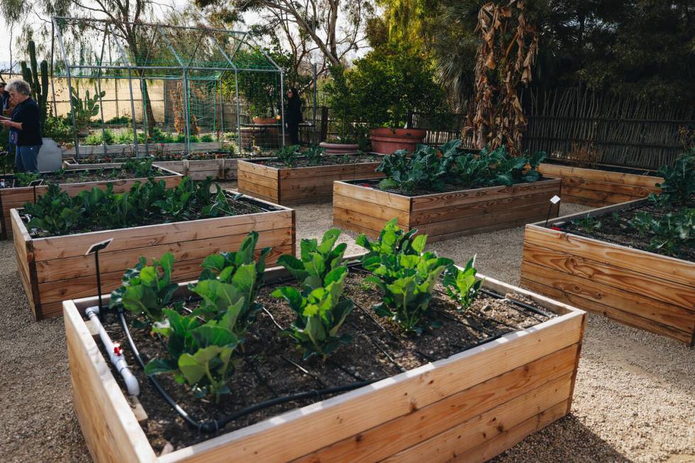 Plants being grown in the Teaching Garden are seen at Springs Preserve on Saturday, Feb. 24, 20 ...