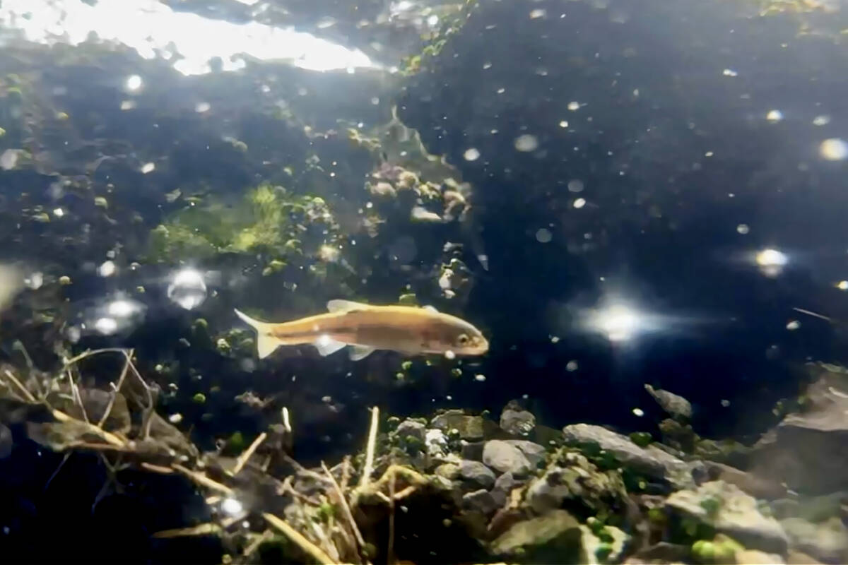 An endangered Moapa dace swims in a stream at the Moapa Valley National Wildlife Refuge Feb. 21 ...