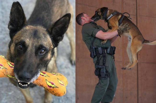 Retired North Las Vegas police K9 Boris (Courtesy North Las Vegas Police Department)