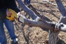Large limb removal using an A-B-C cut when a limb is too heavy to support. This helps prevent t ...