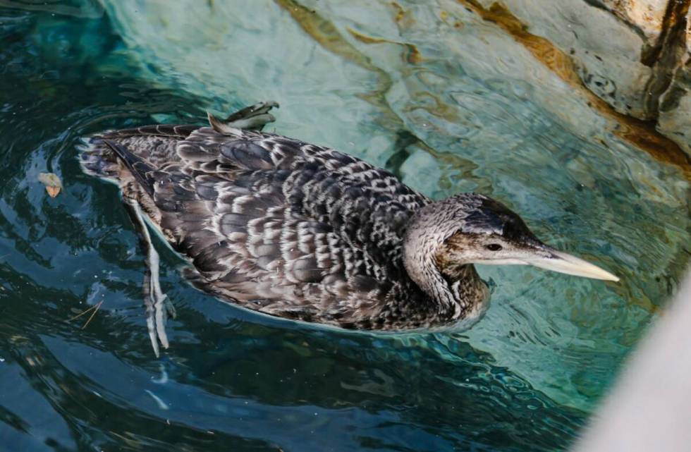 The unusual sighting of a yellow-billed loon, a migratory bird that normally makes its home in ...