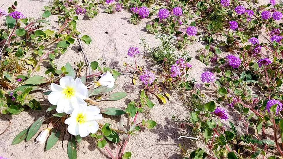 Dune primrose and sand verbena at Lake Mohave during a previous spring. (Natalie Burt/Las Vegas ...