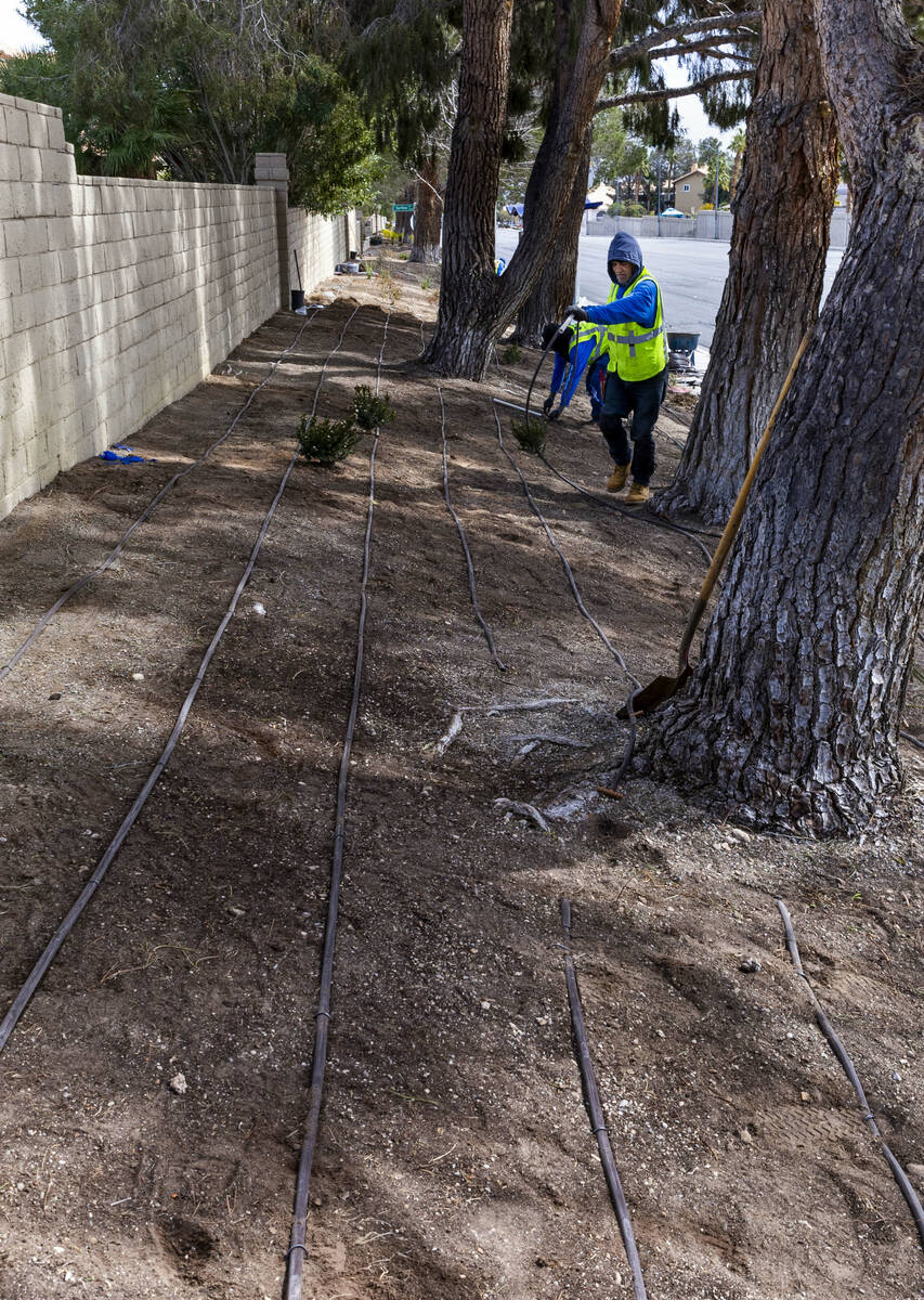 With grass removed, a crew from Park West lays down irrigation lines for a new desert landscapi ...