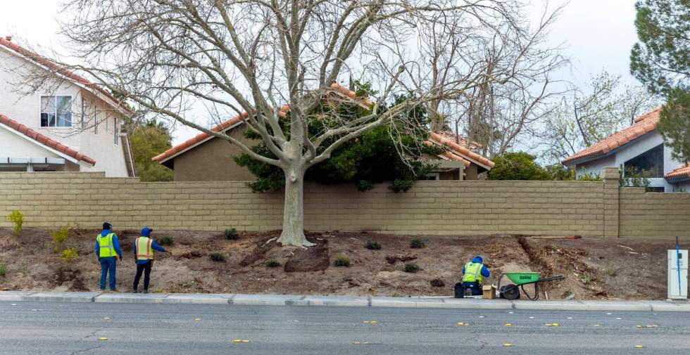 With grass removed, a crew from Park West lays down irrigation lines for a new desert landscapi ...