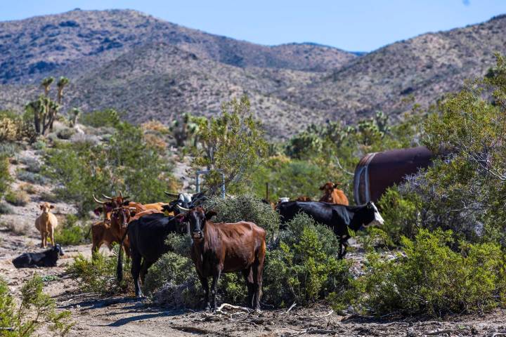 Cows graze on BLM land within the Gold Butte National Monument on Oct. 5, 2022, in Logandale. ( ...