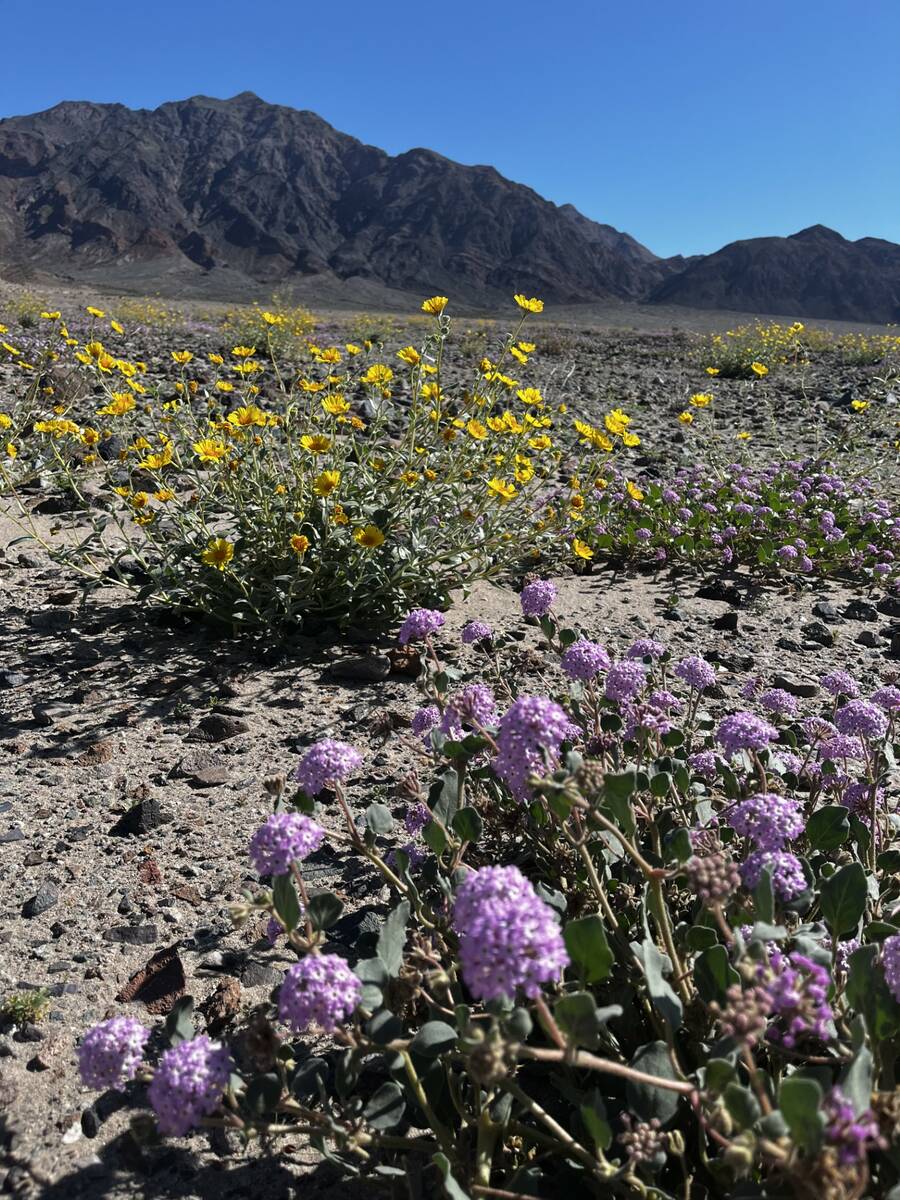 Yellow is not the only color you will see in Death Valley. Sand verbena, seen here near the Ash ...