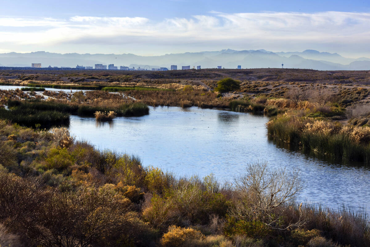 Water flows along the Las Vegas Wash with surrounding wetlands and the city skyline beyond on T ...