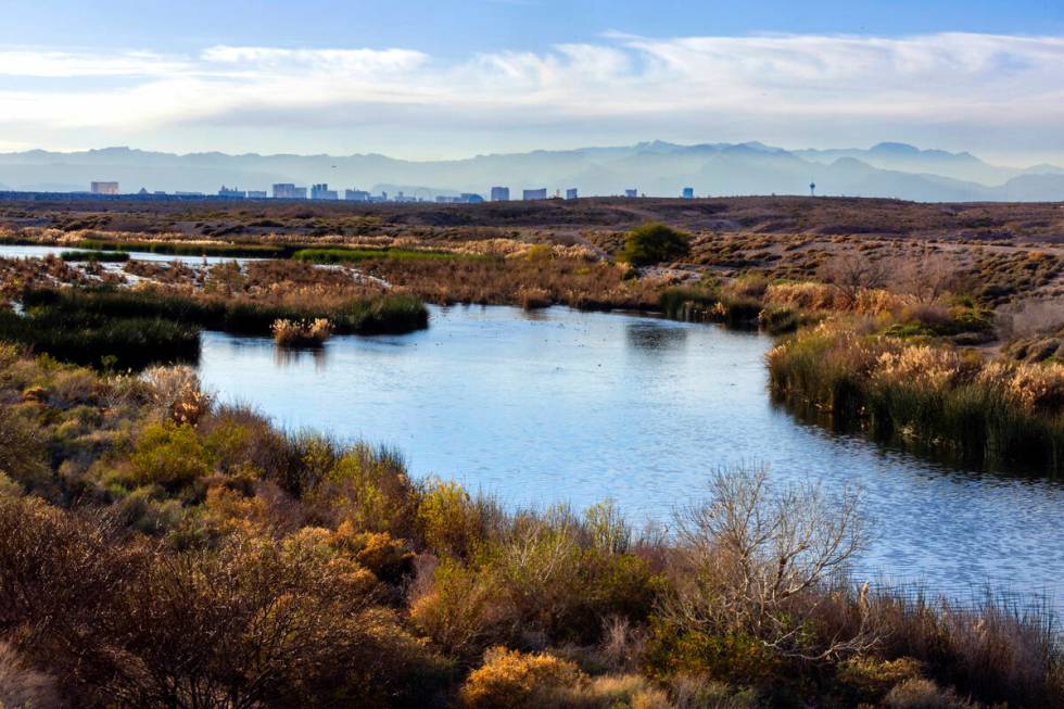 Water flows along the Las Vegas Wash with surrounding wetlands and the city skyline beyond on T ...