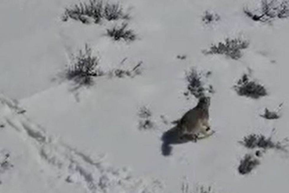 Three gray wolves may have been spotted in Nevada this month. (Nevada Department of Wildlife)