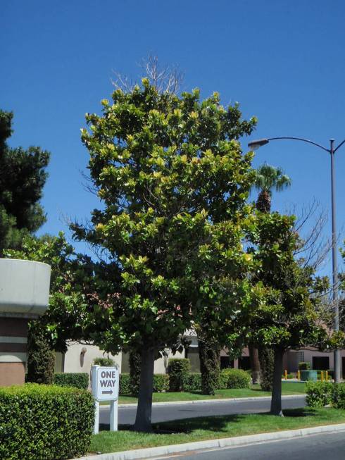 This southern magnolia is planted in a lawn area because it needs water -- lots of it. But this ...