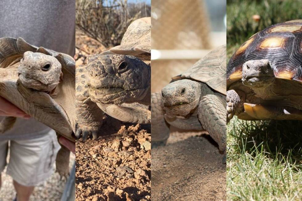 (From left to right) Tulip, Mojave Max, Wattson and Carson are facing off to be the first to em ...