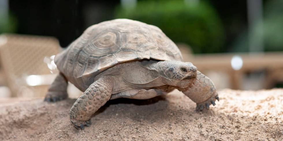 Wattson the tortoise. (Courtesy/NV Energy)