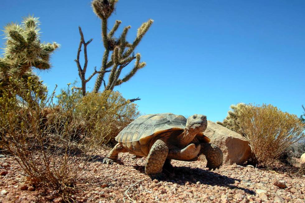 Mojave Max roams the Desert Tortoise Conservation Center in Las Vegas, Thursday Sept. 24, 2009. ...