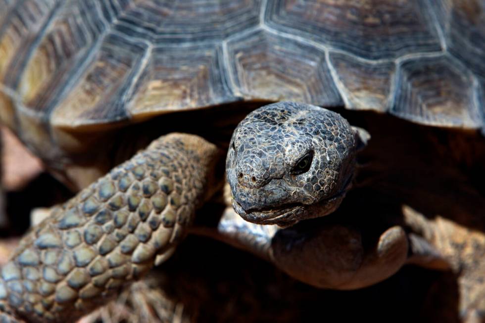 Mojave Max roams the Desert Tortoise Conservation Center in Las Vegas, Thursday Sept. 24, 2009. ...