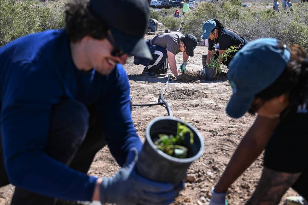 Volunteers take part in the Las Vegas Wash Coordination Committee’s “Wash Green-U ...