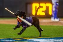 Finn the bat dog fetches one for the Aviators against the Oklahoma City Dodgers during the seco ...