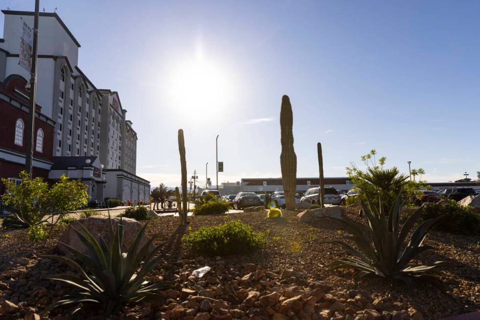 A saguaro cactus is seen outside of Arizona Charlie’s Decatur on Tuesday, April 16, 2024, in ...