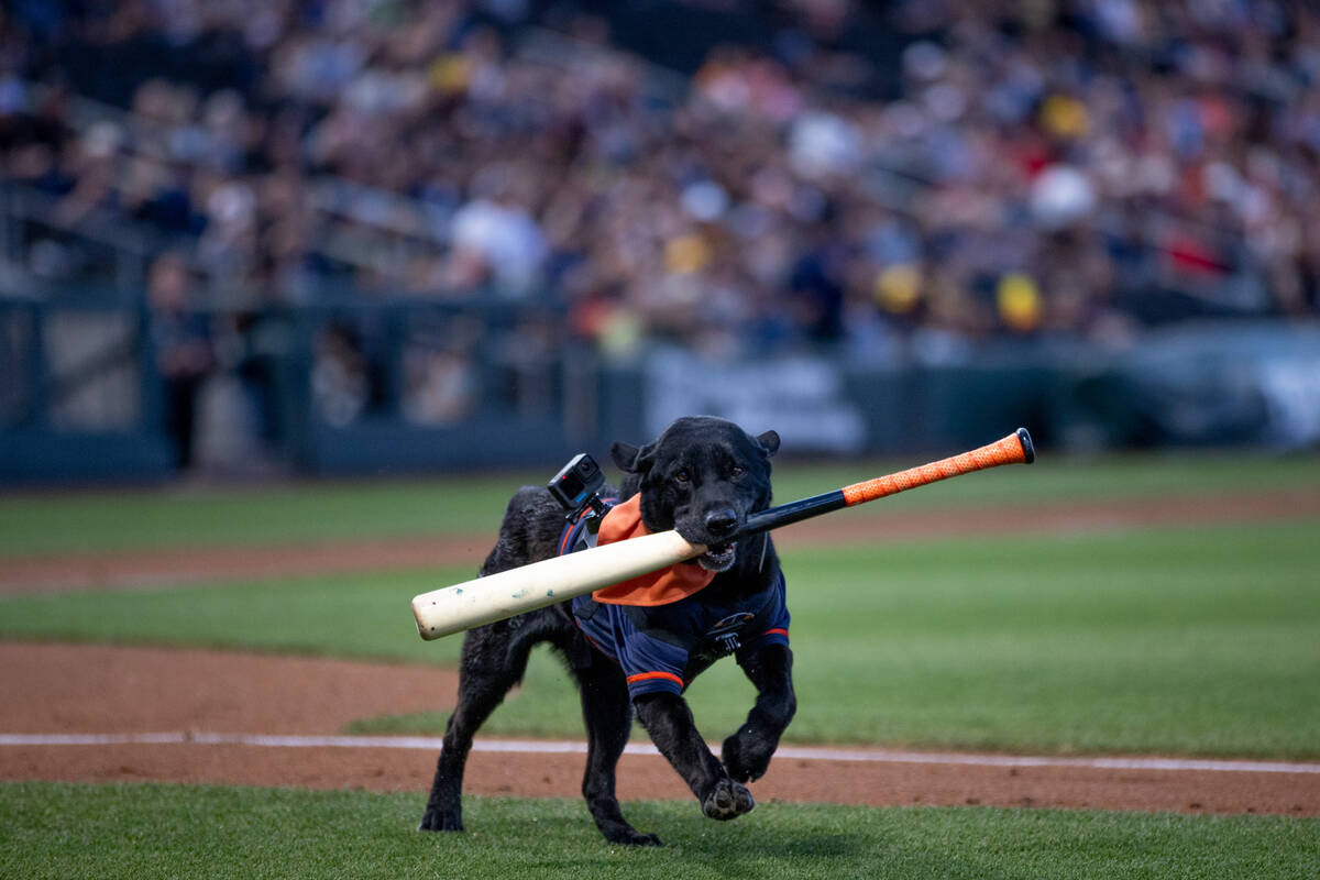 Finn the Bat Dog retrieves his last ever bat as the Las Vegas Aviators’ long-time bat re ...
