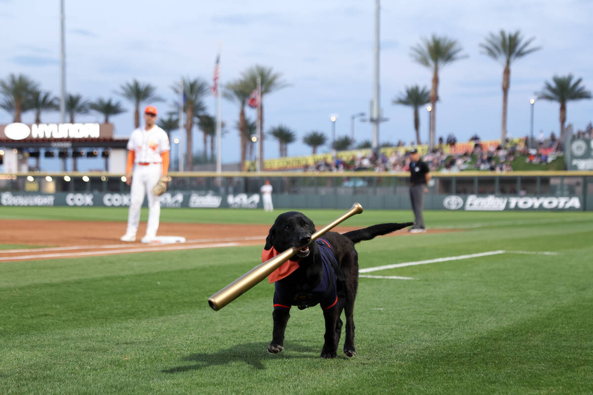 Finn the Bat Dog retrieves his honorary golden bat during a Minor League Baseball game at Las V ...
