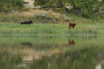 FILE - Cows graze along a section of the Missouri River that includes the Upper Missouri River ...