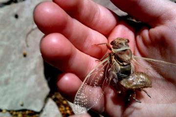A molting cicada rests in the hand of a child on Tuesday, July 16, 2013 in Las Vegas. (Las Vega ...