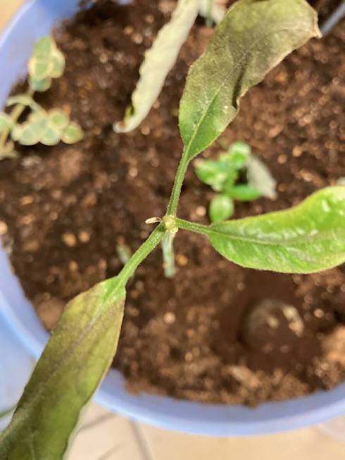 An avocado seedling in small container. (Bob Morris)