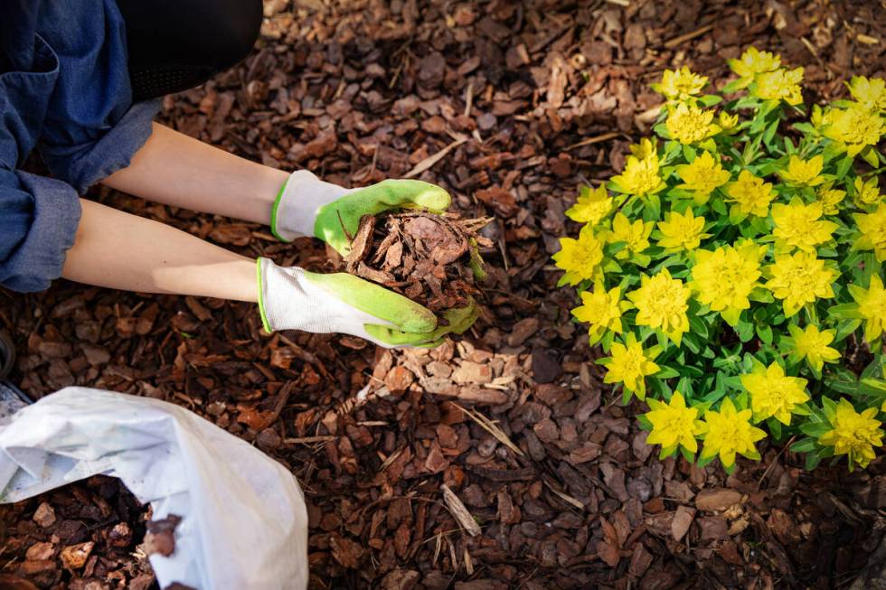 As it decomposes, wood chip mulch will add organics to your landscape soil. (Getty Images)