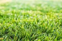 Watering an established tall fescue lawn with stationary pop-ups usually lasts 12 to 15 minutes ...