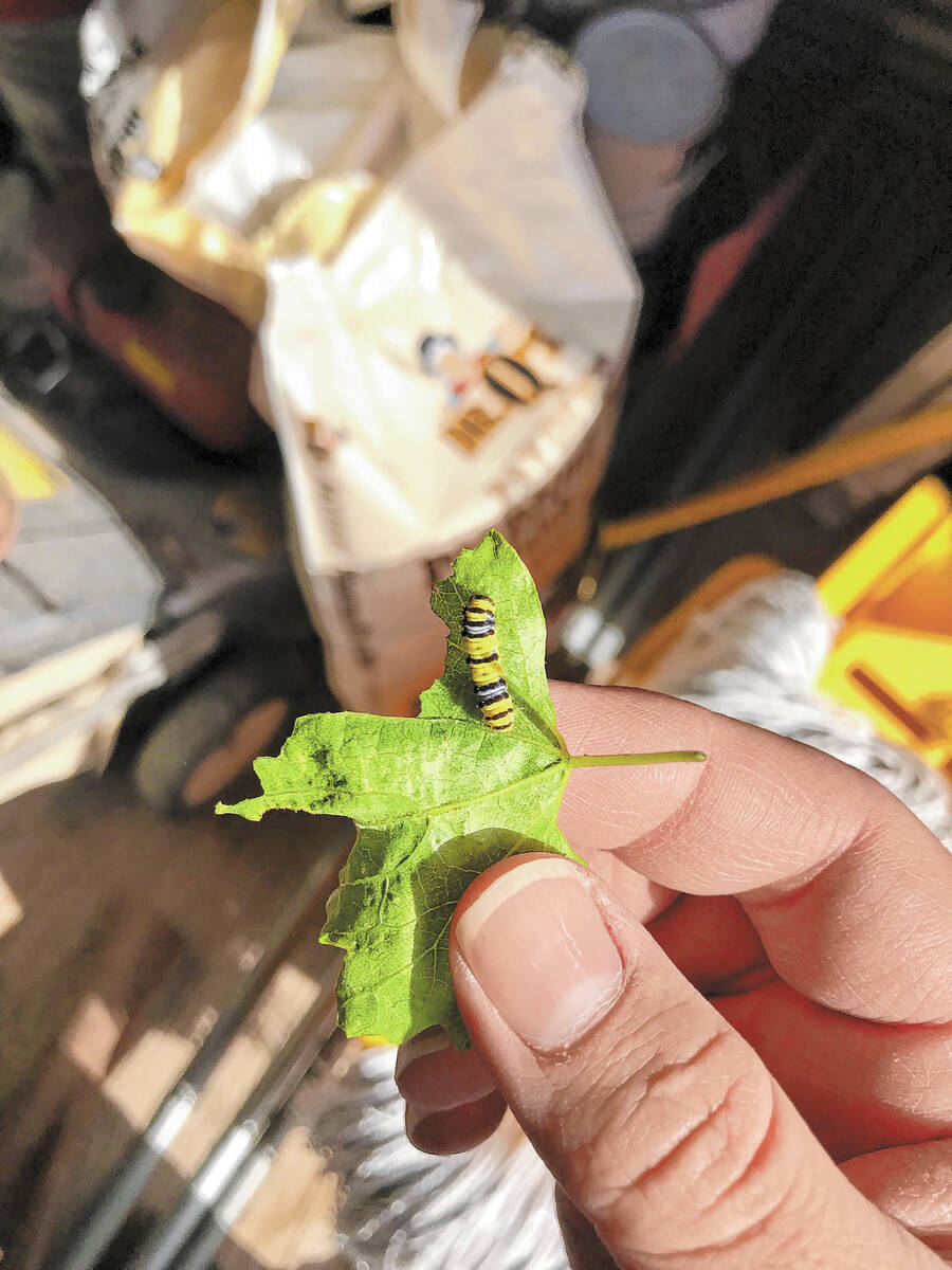 Grape leaf skeletonizer larva are what causes all the damage. (Bob Morris)