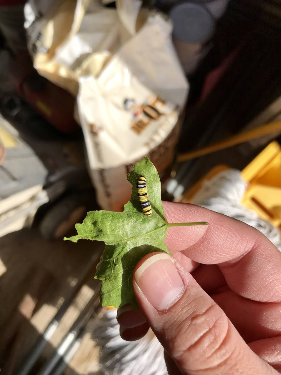 Grape leaf skeletonizer larva are what causes all the damage. (Bob Morris)