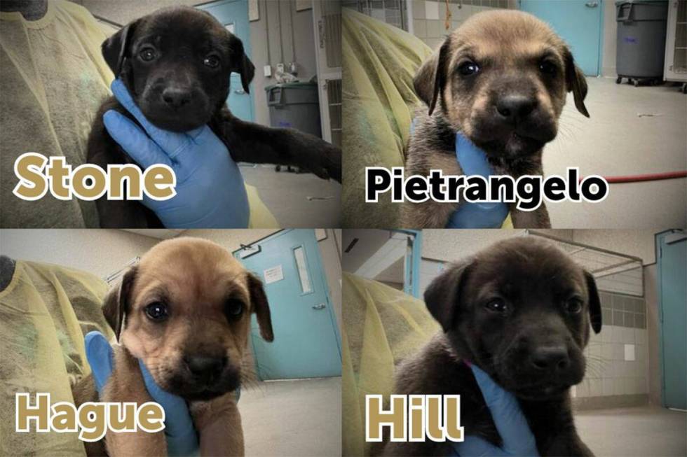 The Animal Foundation named 10 puppies at the shelter after Golden Knights players that will al ...