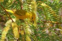 A yellow warbler feeds in a blossoming honey mesquite at Clark County Wetlands Park during a re ...