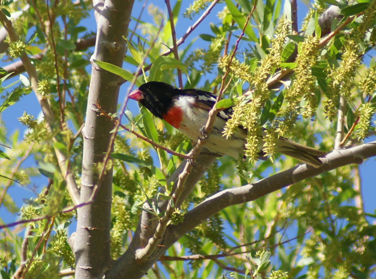 Spring migration during a previous year brought in this rose-breasted grosbeak for a visit to C ...