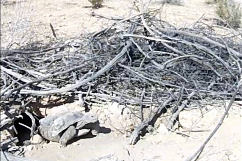 Mojave Max emerged from his burrow at the Springs Preserve on Tuesday, April 23, 2024, at 3:09 ...