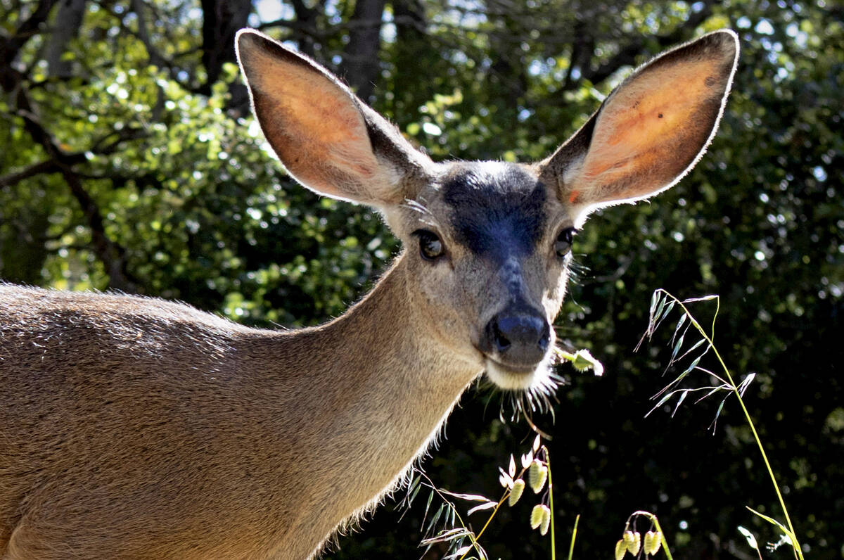 A deer eyes a human walking the Sawyer Camp Trail alongside the Lower Crystal Springs Reservoir ...