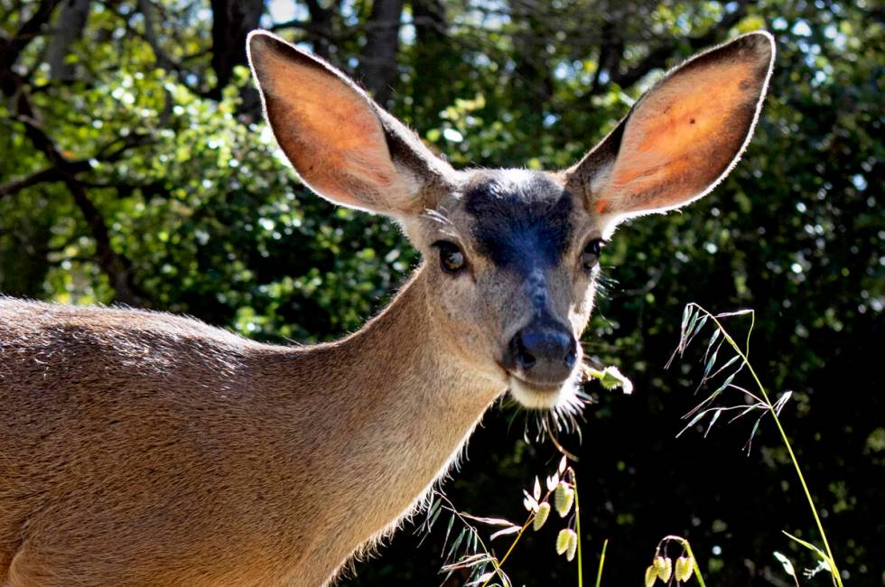 A deer eyes a human walking the Sawyer Camp Trail alongside the Lower Crystal Springs Reservoir ...