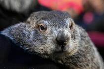 FILE - Groundhog Club handler A.J. Dereume holds Punxsutawney Phil, the weather prognosticating ...