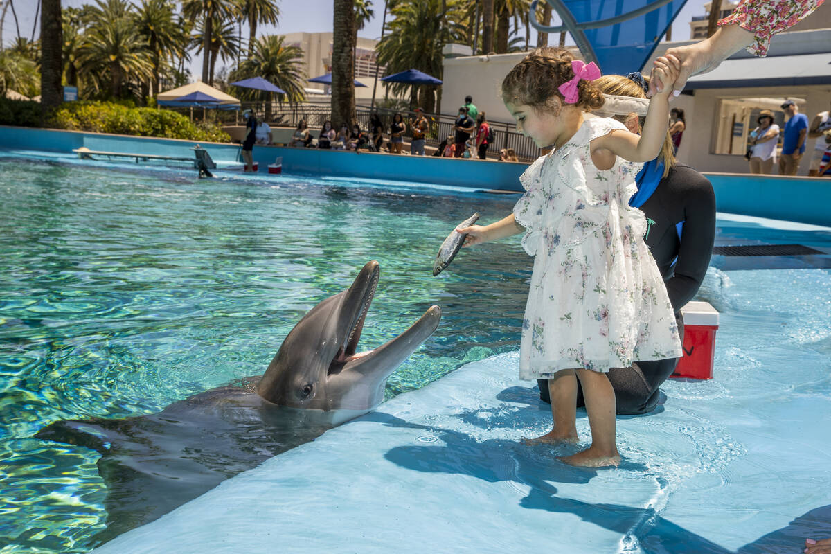 Sophie Santos, 3, feeds Maverick with instructions from Dolphin Care Specialist Jen Schwab, beh ...