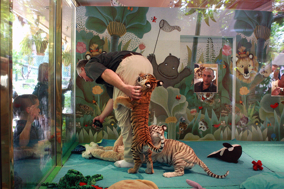 Animal trainer George Diefko is turned into a plaything by a pair of tiger cubs as he prepares ...
