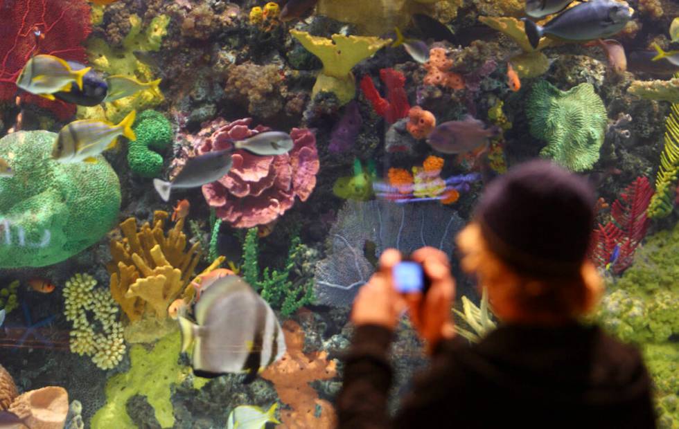 T.J. Brady, from Phoenix, Ariz, photographs tropical fish in the 16,000-gallon aquarium in the ...