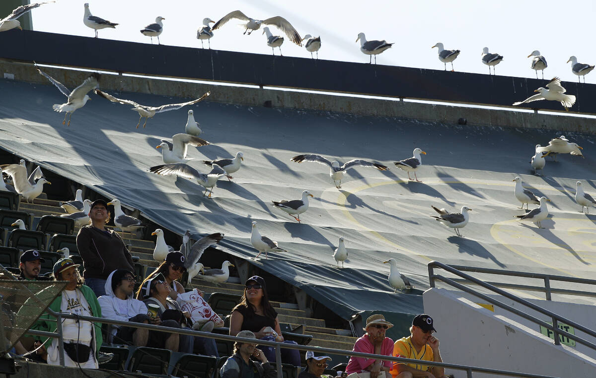 Seagulls occupy the upper deck of the Oakland Coliseum with Oakland Athletics fans during the t ...