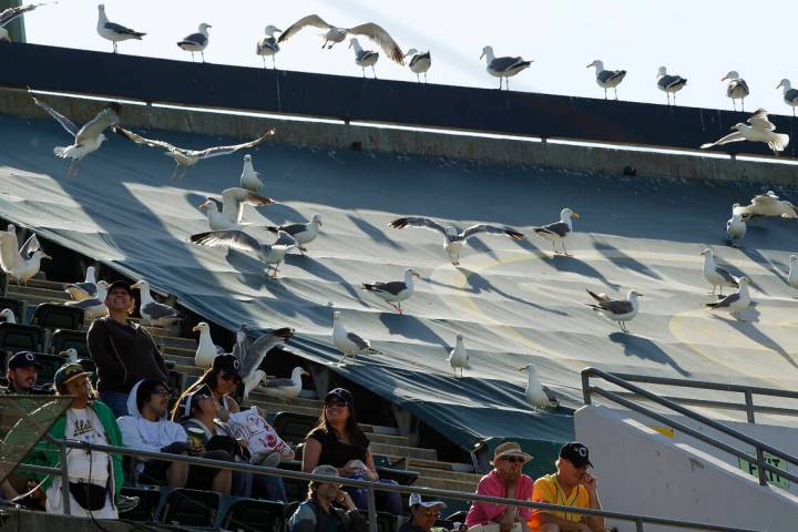 Seagulls occupy the upper deck of the Oakland Coliseum with Oakland Athletics fans during the t ...