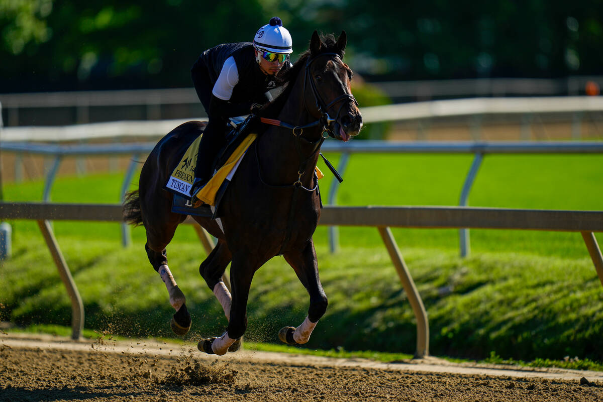 Preakness Stakes entrant Tuscan Gold works out ahead of the 149th running of the Preakness Stak ...