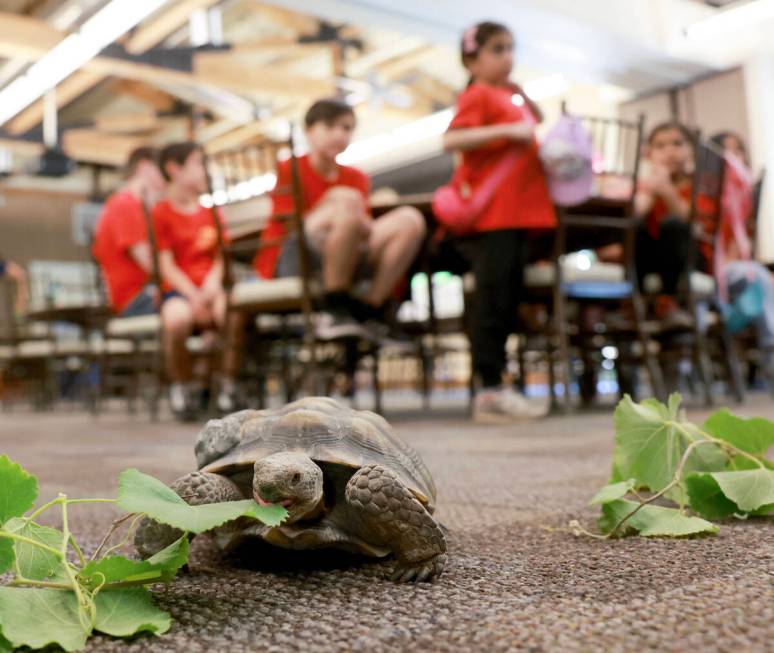 Goldfarb Elementary School students check out Mojave Max during a field trip at the Springs Pre ...