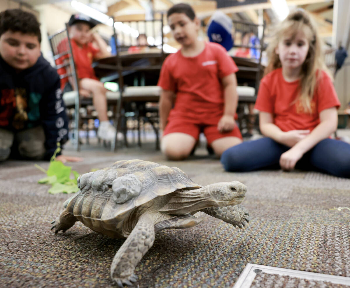 Goldfarb Elementary School students check out Mojave Max during a field trip at the Springs Pre ...